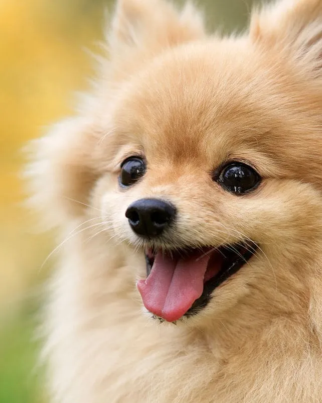 Fluffy Pomeranian smiling outdoors