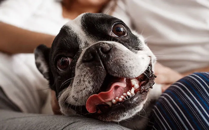 French Bulldog smiling on its owner's lap