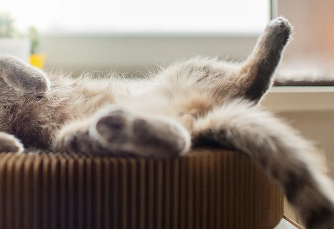 Gray tabby cat stretched out in a round pet bed
