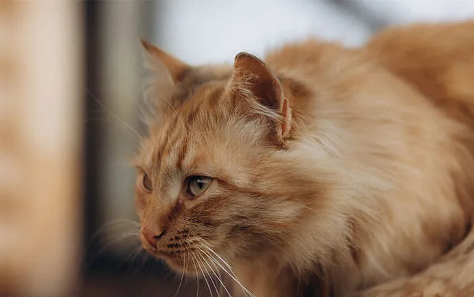 Fluffy orange cat looking to the side