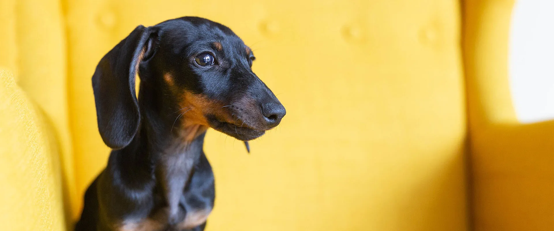 Dachshund puppy on a yellow armchair
