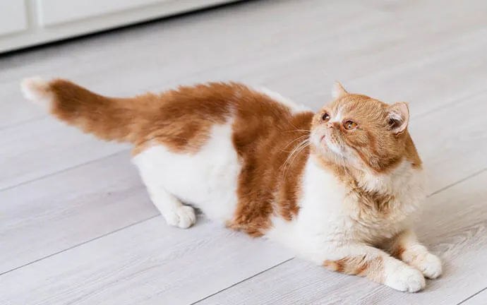 Orange-and-white cat stretching on a light wooden floor