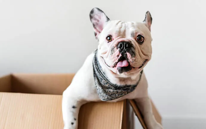 French Bulldog in a bandana sitting in a cardboard box