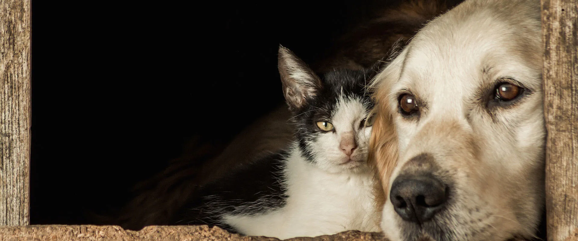 Black-and-white cat and a golden retriever peeking out together