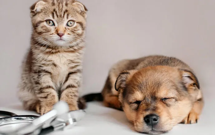 Scottish Fold kitten sitting beside a sleeping puppy