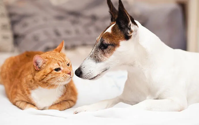 Orange cat and a white dog lying face to face