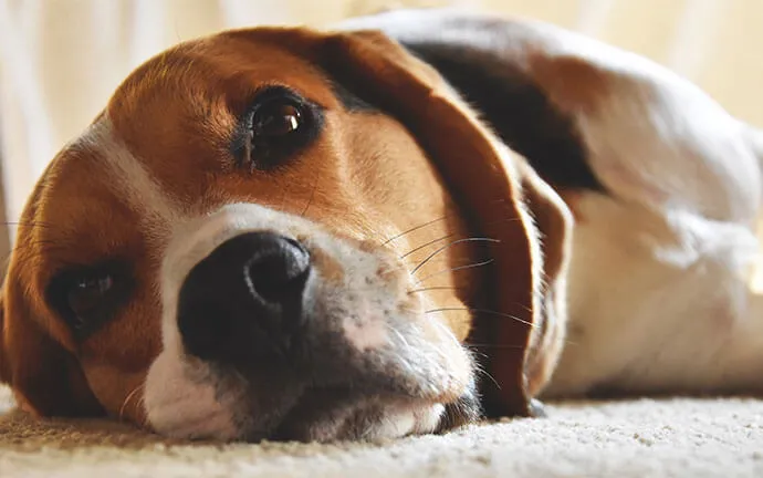 Beagle resting its head on a rug