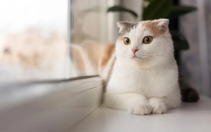 White cat lying on a windowsill