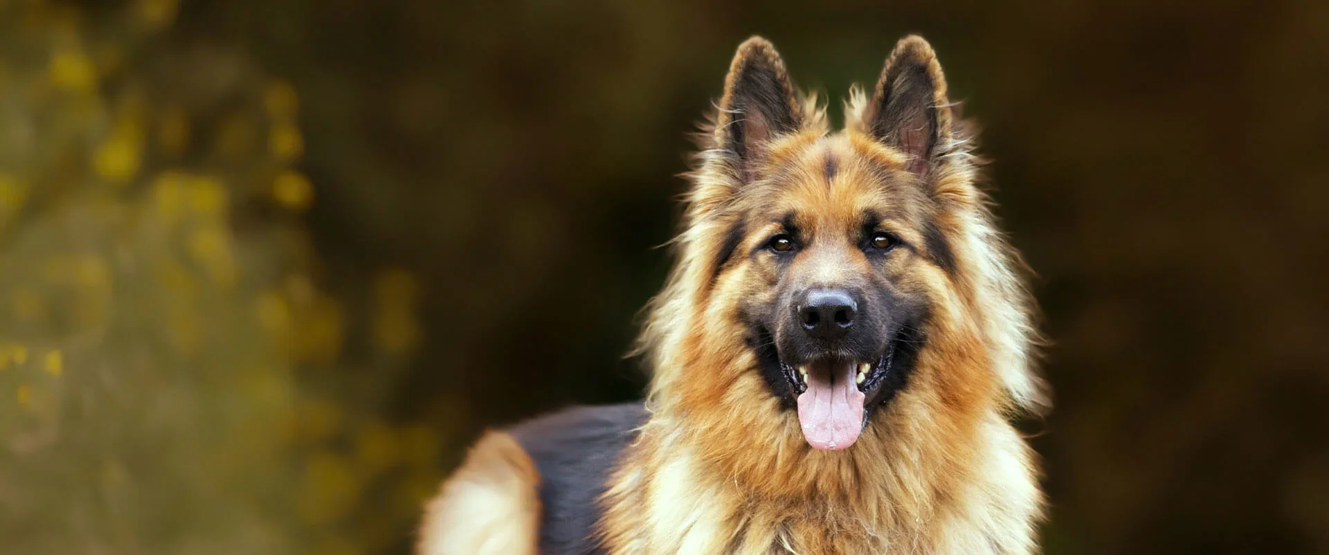 German Shepherd sitting outdoors