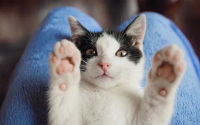 Black-and-white cat reaching up with both paws