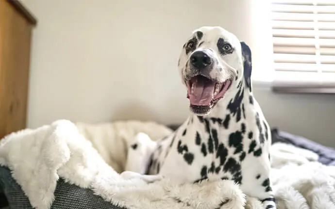 Dalmatian sitting on a blanket in a dog bed