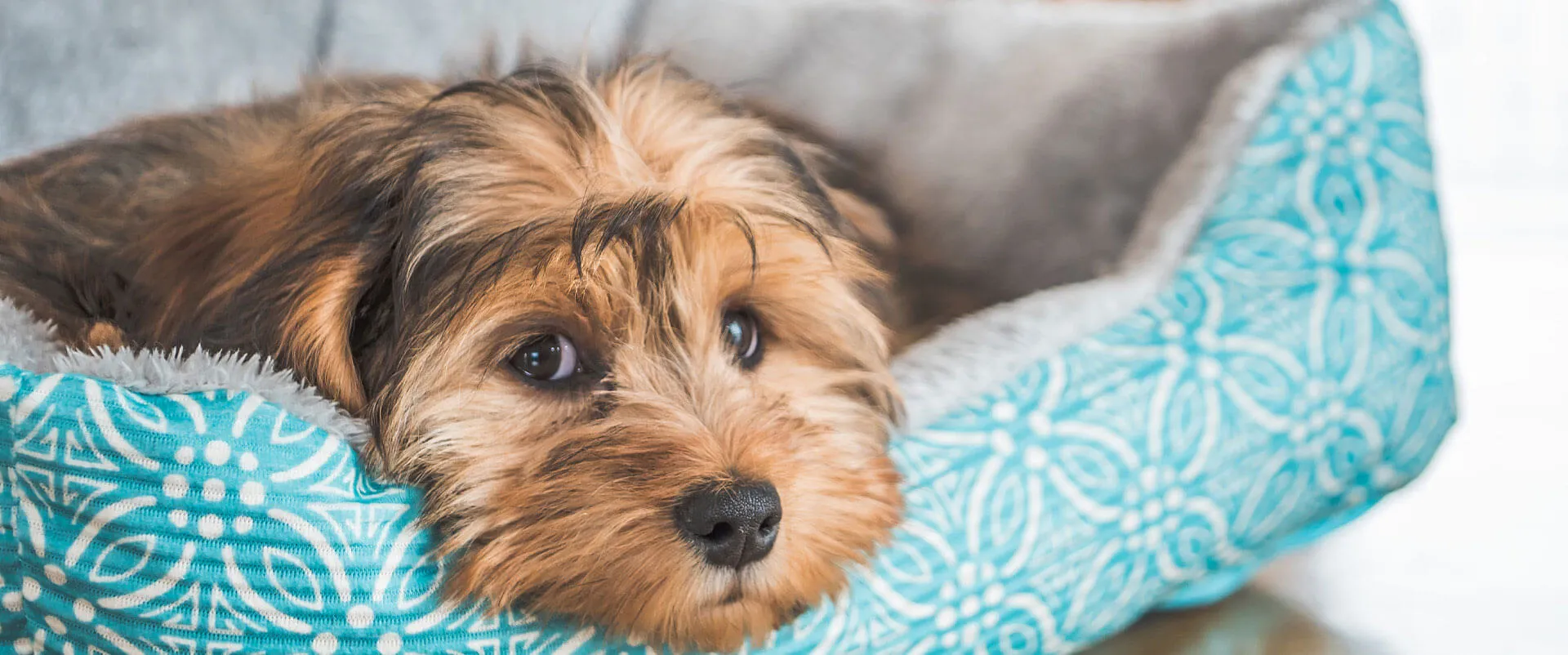 Yorkshire Terrier resting in a dog bed