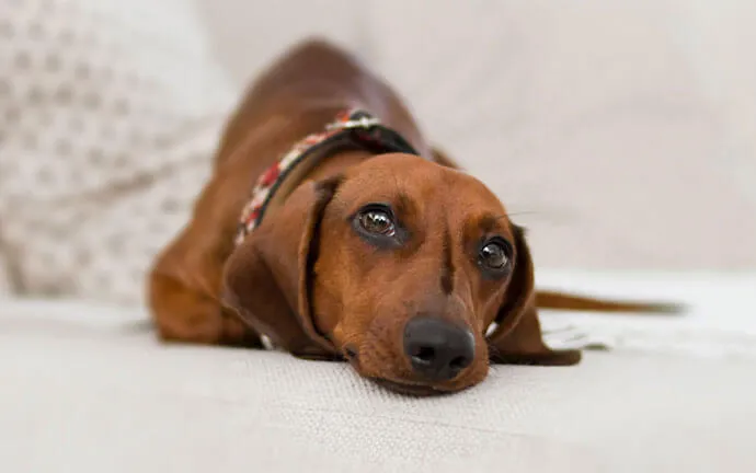 Dachshund lying on a white blanket