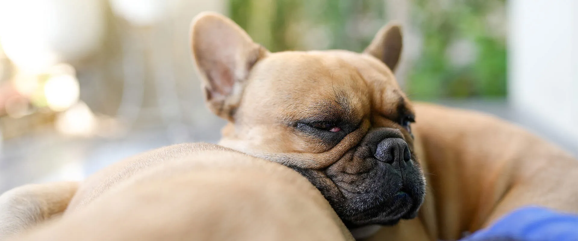 French Bulldog resting its head on a pillow