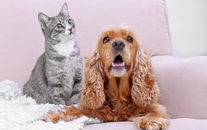 Gray tabby cat and cocker spaniel sitting together on a pink blanket