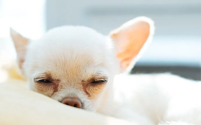 Cream Chihuahua sleeping on a blanket
