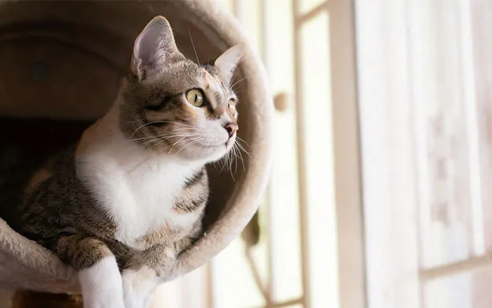Tabby cat sitting in a cat bed by a window