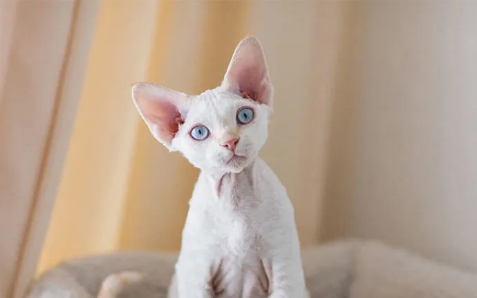 White Devon Rex kitten sitting by a window