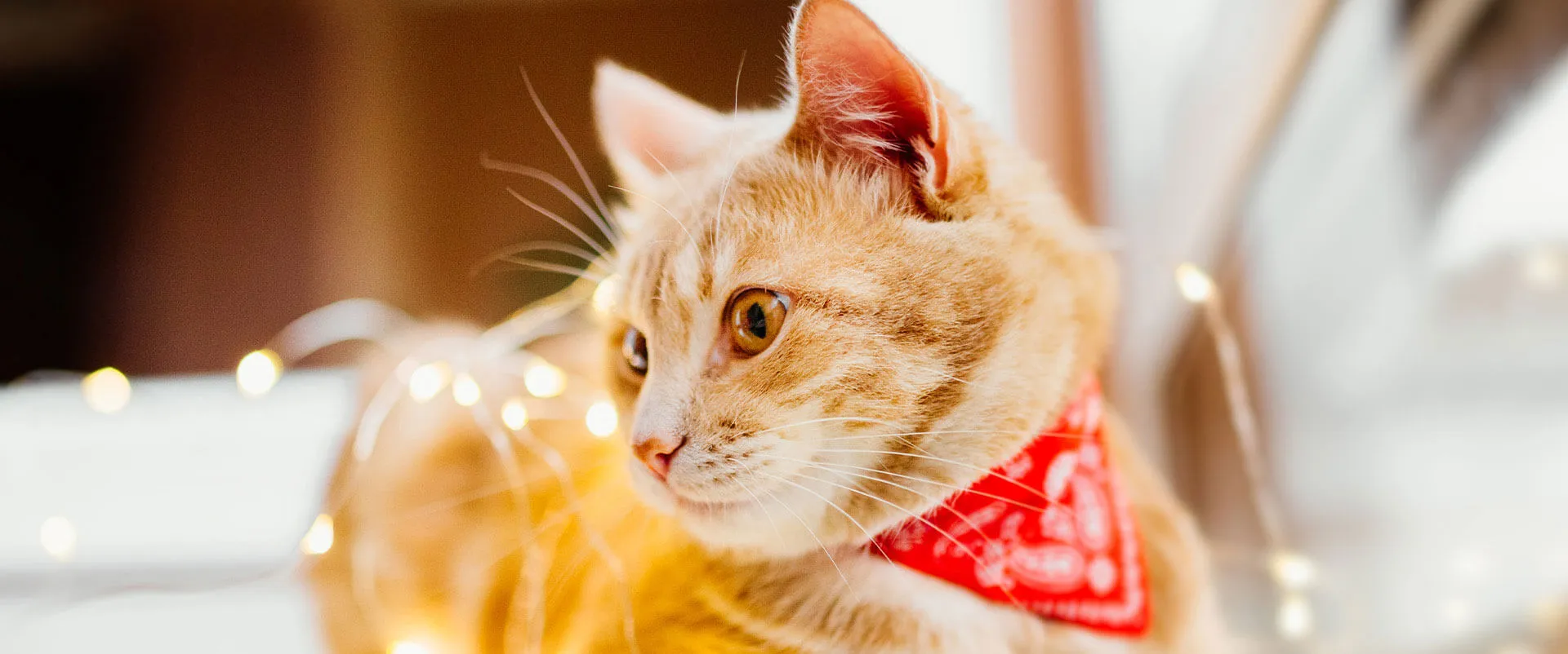 Orange kitten in a red bandana near string lights