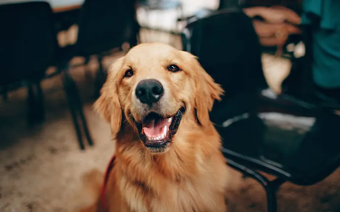 Golden retriever smiling at the camera