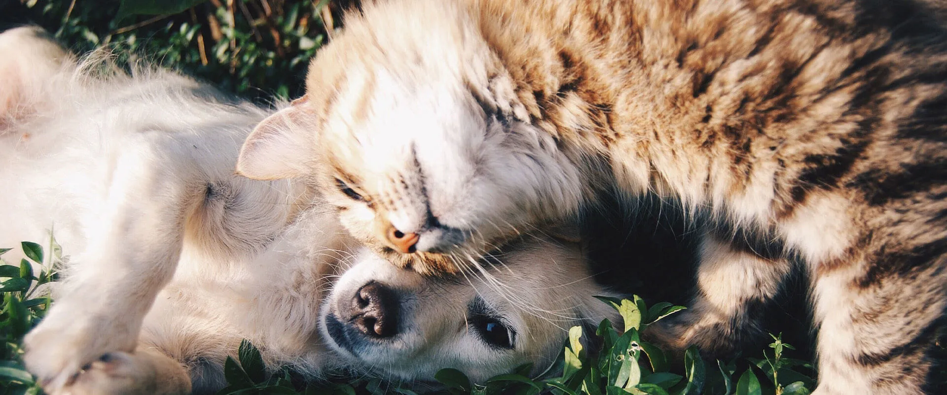 Puppy and a tabby cat cuddling outdoors
