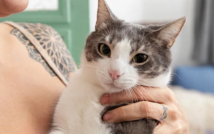 Gray-and-white cat being held in its owner's arms