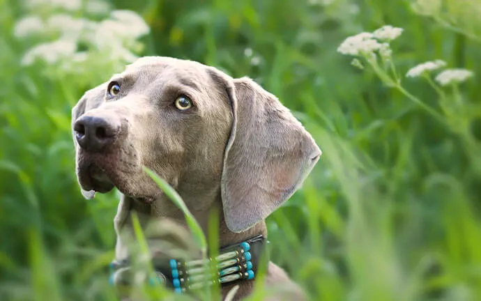 Weimaraner standing in tall grass