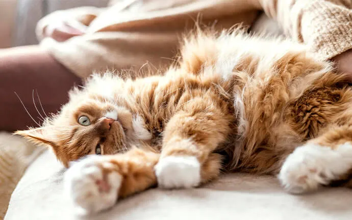 Fluffy orange cat stretched out on a bed