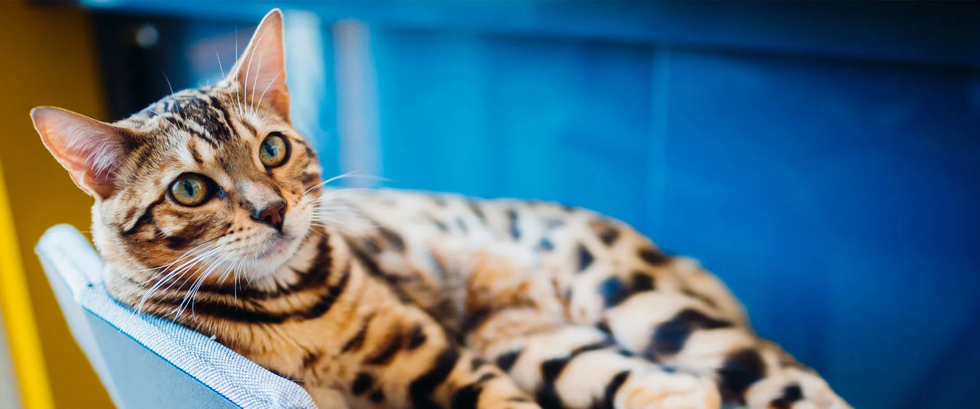 Bengal cat lying on a blue chair