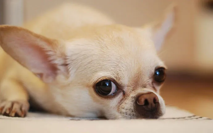 Chihuahua resting its head on the floor