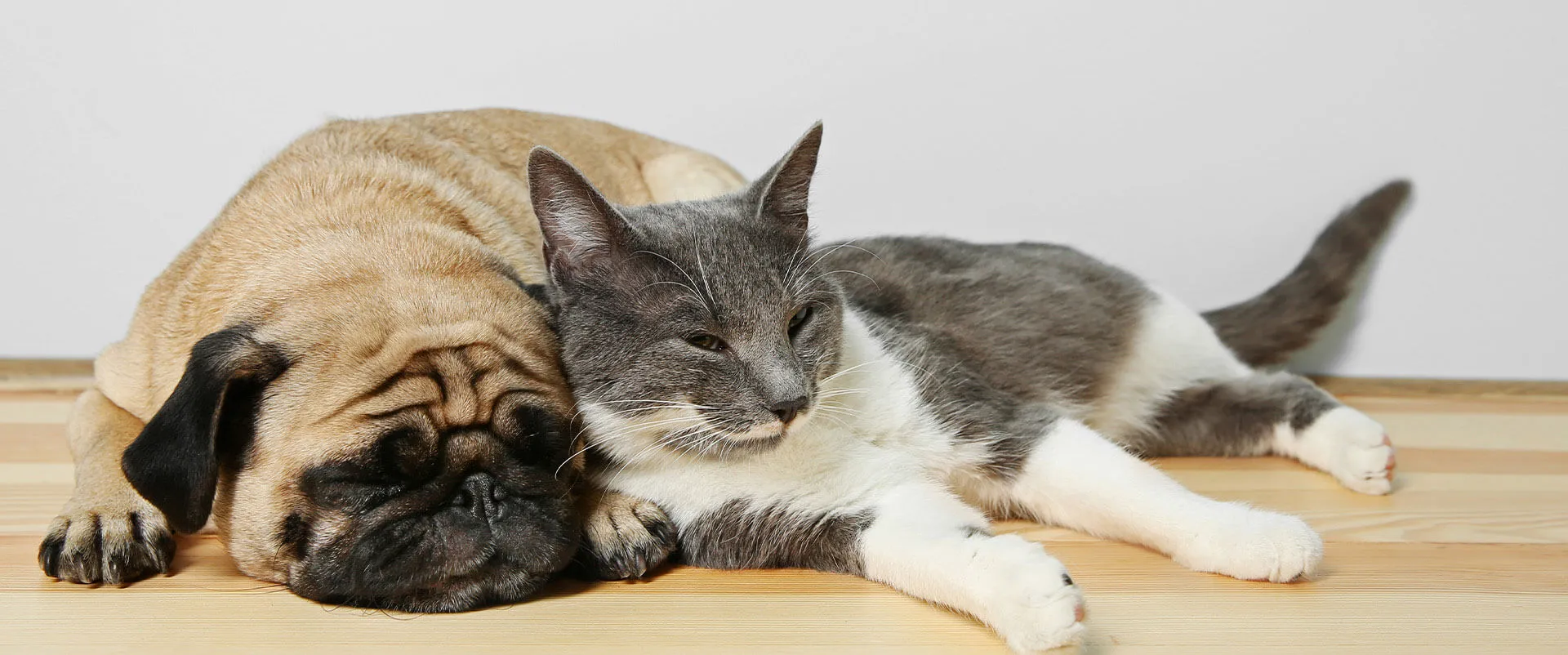 Pug and a gray-and-white cat sleeping together