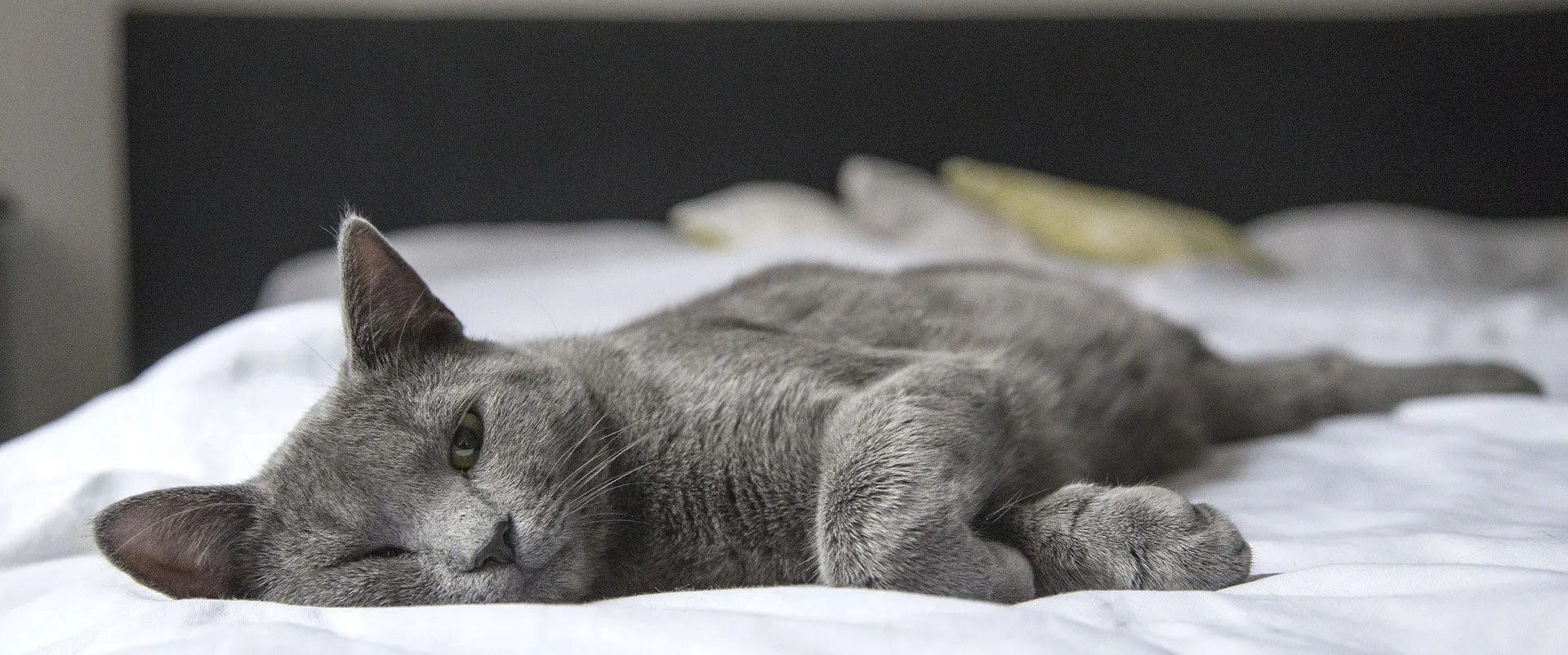 Gray cat stretched out on a bed