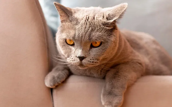 British Shorthair cat lounging on a sofa