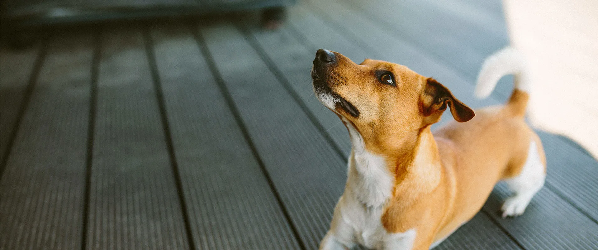 Small dog sitting on a wooden deck