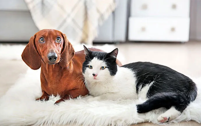 Dachshund and a black-and-white cat lying together on a rug