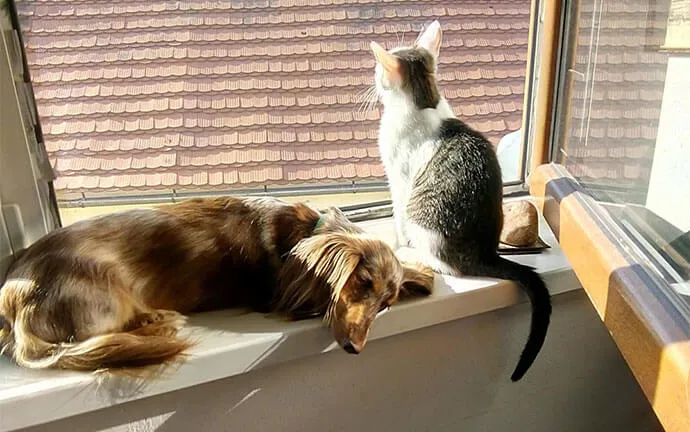 Dog and a cat relaxing on a sunny windowsill