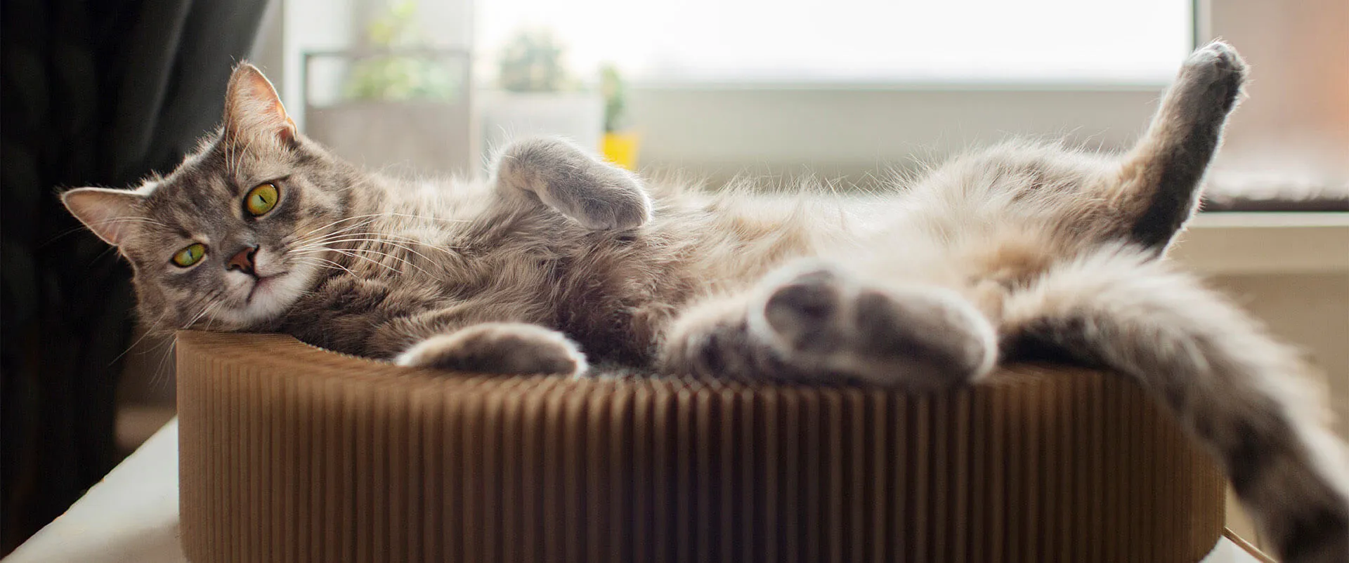 Tabby cat lying on its back in a cat bed