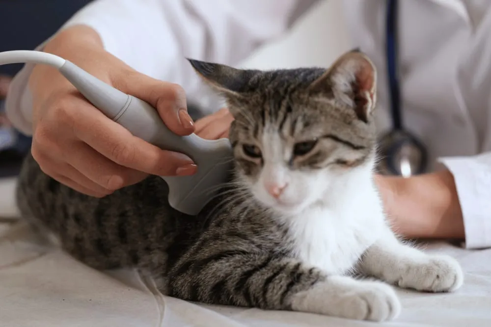 Cat having an ultrasound exam
