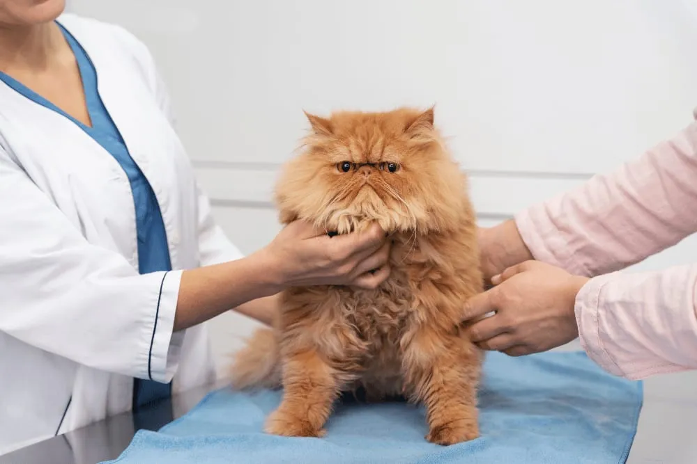 Fluffy orange cat being held on an exam table