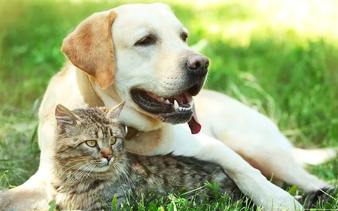 Yellow Labrador lying in the grass beside a tabby cat