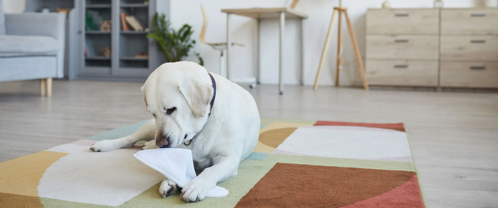 Puppy playing on a rug in a living room