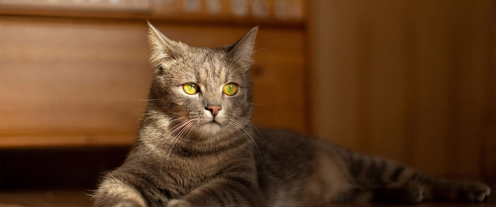 Tabby cat lounging on a wooden floor