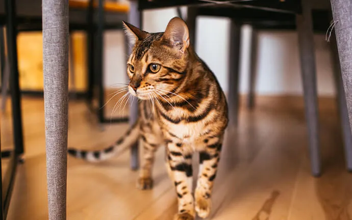 Bengal cat walking under a wooden table