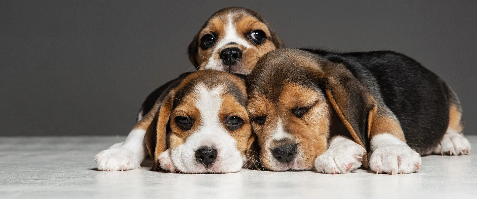 Three beagle puppies lying together on the floor