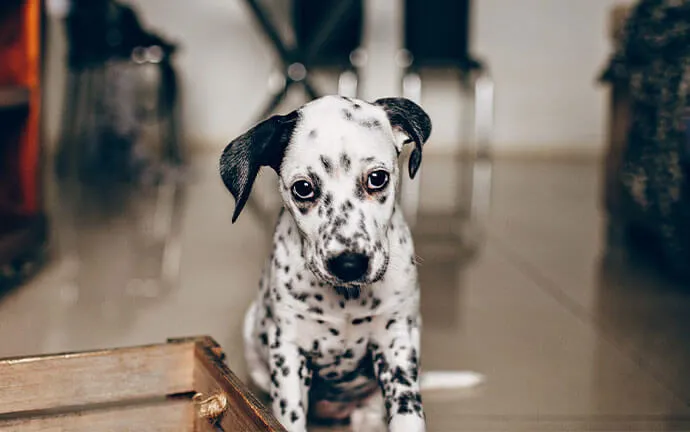 Dalmatian puppy sitting on a tiled floor