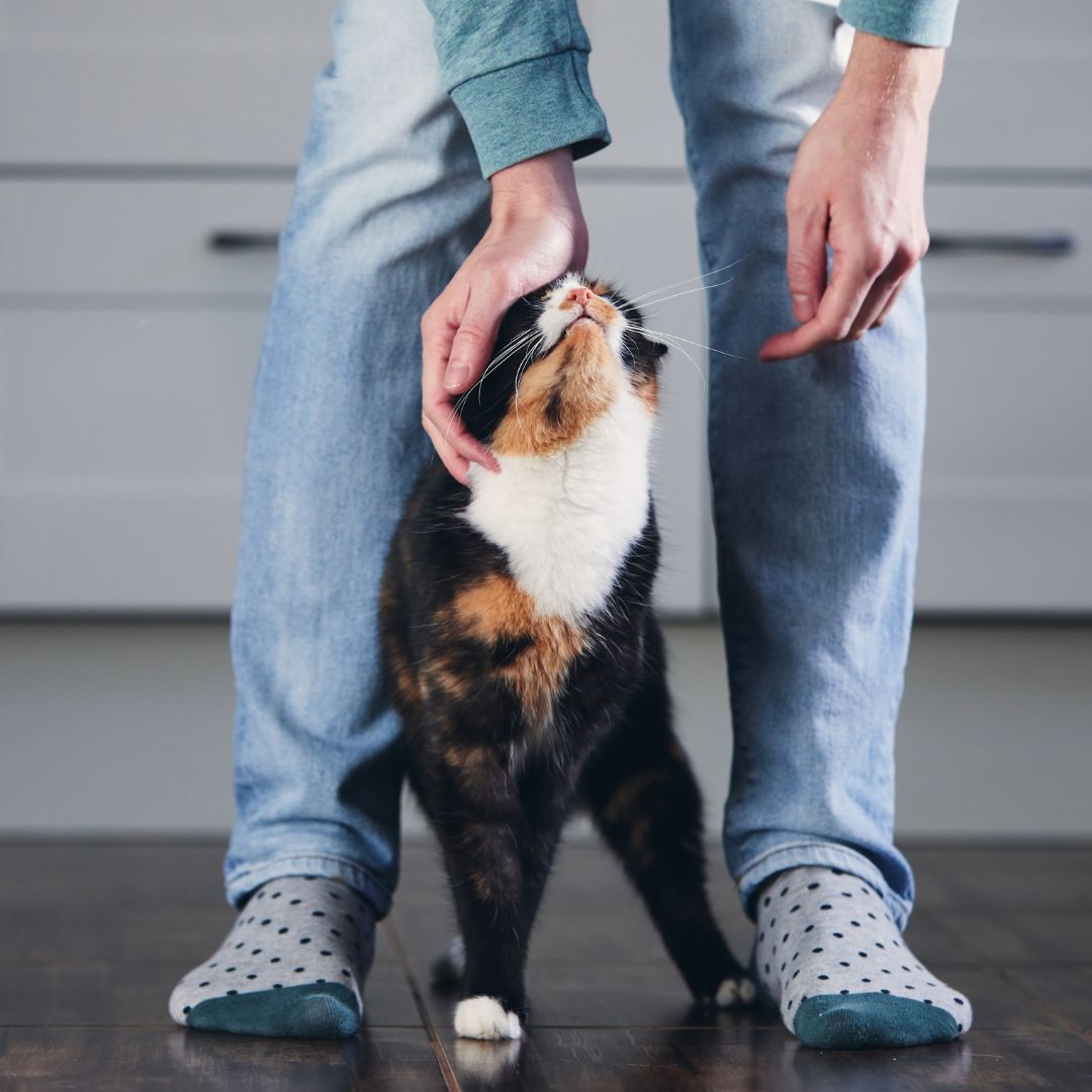 about-text-image-cat