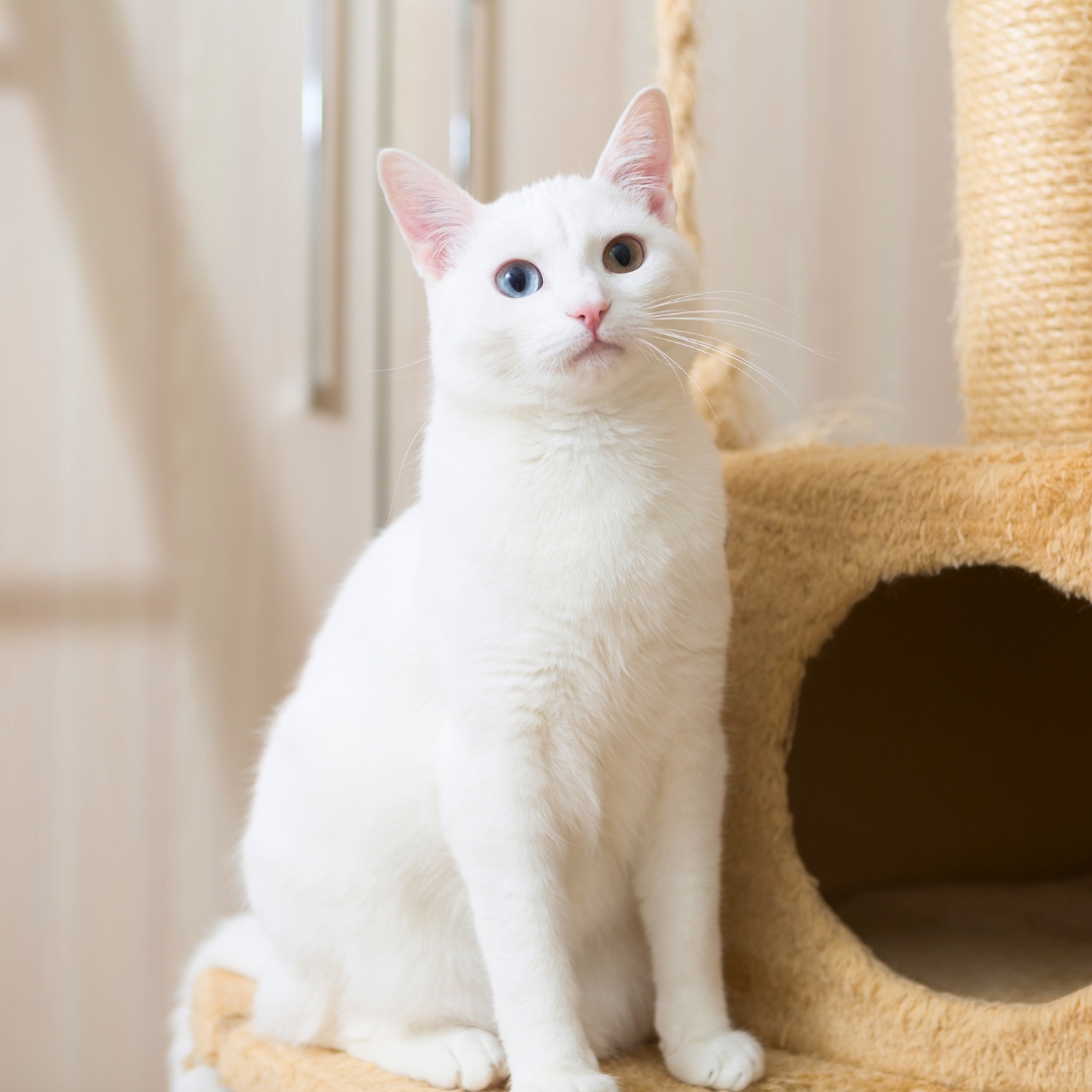 A white cat perched atop a scratching pos