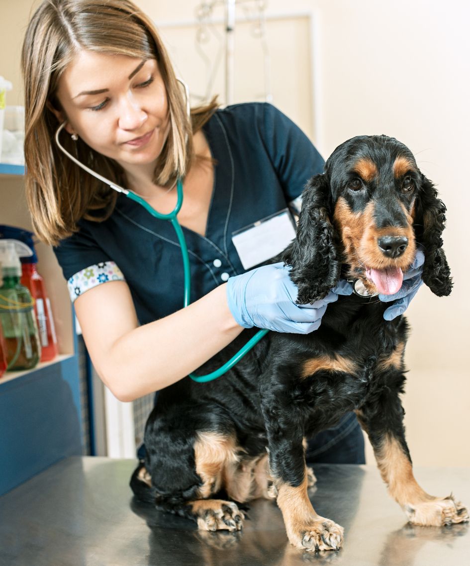 Our Veterinary Team