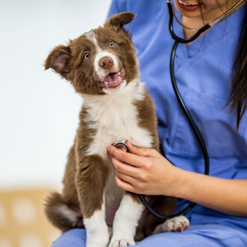 Pets In Need