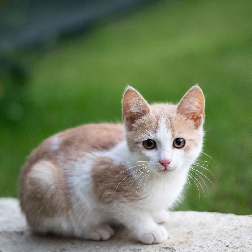 Pet’s Urgent Needs